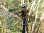 FZ020411 Migrant hawker (Aeshna mixta).jpg